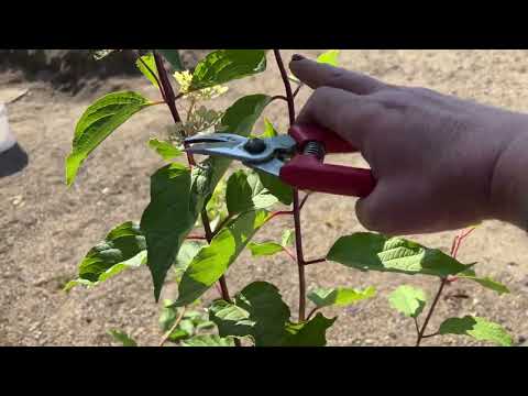 Видео: Гортензия на штамбе - это не сложно 🎉