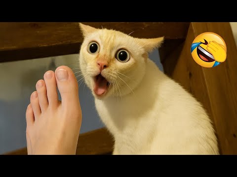 Видео: Попробуй не засмеяться 😂 Самые смешные животные 😹🐶 Часть 16