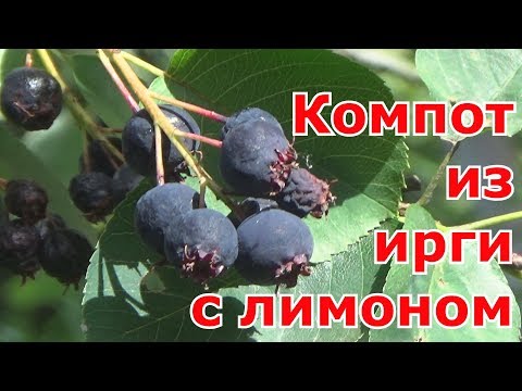 Видео: Компот из ирги с лимоном на зиму без стерилизации. Приятный и неповторимый вкус и аромат компота.