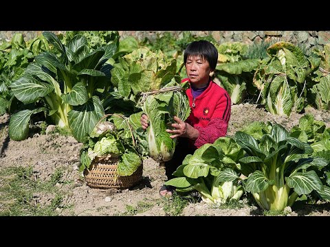 Видео: Бабушка готовит кимчи  к-кислые и острые  хрустящие  юж. картофель любит сев.-вост. капусту