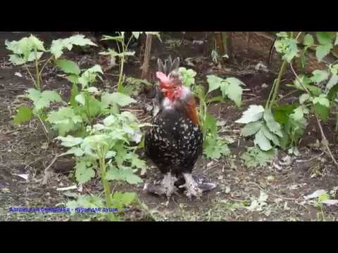 Видео: Алтайская бентамка   куры для души