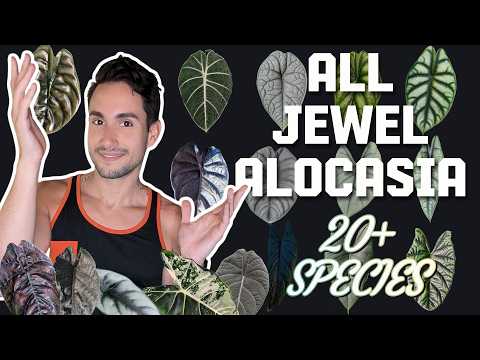 Видео: Выращивание алоказии ALL Jewel + фото с пестрыми цветами (сложность, список пожеланий и уход)