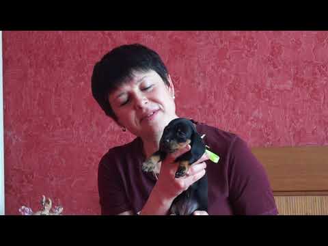 Видео: ЩЕНКИ ТАКСЫ//ПЕРВЫЙ ПРИКОРМ