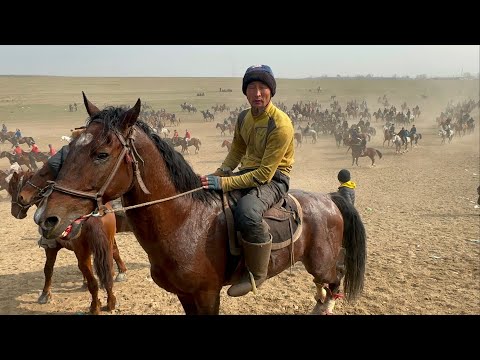 Видео: Ноокен Аламан улак 15 февраль