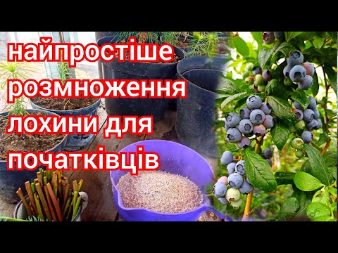 Видео: Найпростіший спосіб розмножити ЛОХИНУ з черенків для початківців! Без укорінювачів та туману...