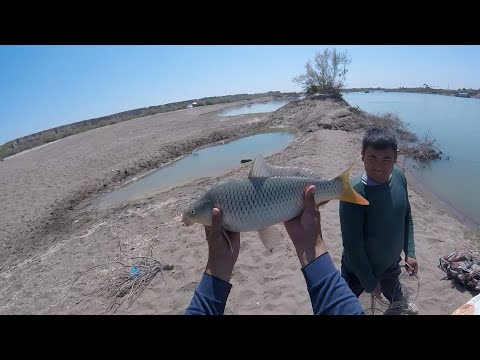 Видео: СИРДАРЯ ПЕСОК.  РЫБАЛКА НА САЗАНА ,ЭТО НАДО ВИДЕТЬ! БАЛИК ОВИ  СИРДАРЁ ПЕСОКДА САЗАНЛАР