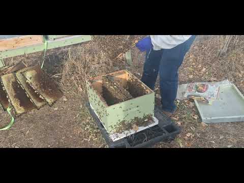 Видео: Збереження бджолиних маток у зиму. Банк бджолиних маток (Продовження). 09.11.2024 р.