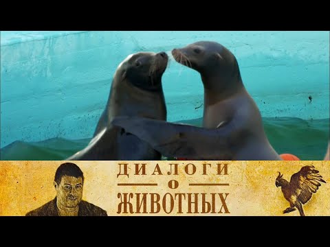 Видео: Сафари Парк в Геленджике. 13-я серия // Диалоги о животных @SMOTRIM_KULTURA