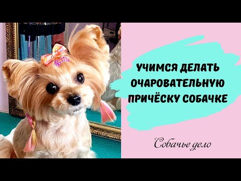 Видео: Прическа для собаки за 3 минуты.   На примере йоркширского терьера.