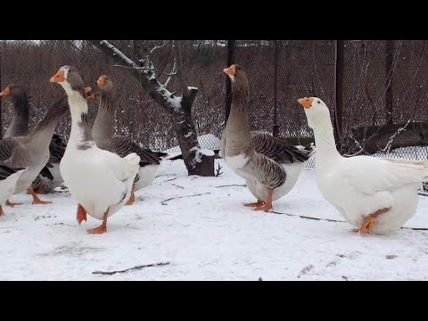Видео: МУСКУСНЫЕ УТКИ ИЛИ ГУСИ? ЧТО ЛУЧШЕ ДЛЯ РАЗВЕДЕНИЯ? ОГРОМНЫЕ ПЛЮСЫ МУСКУСНЫХ УТОК! ГУСИ КАК СВИНЬИ
