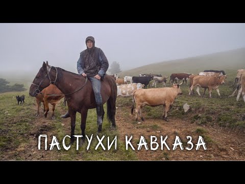 Видео: ПАСТУХИ В ГОРАХ КАВКАЗА. Пробрались к ним в самую глушь.