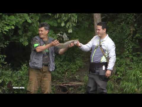 Видео: Река ТРЕСКА Риболов и риболовен туризам во Македонија  #fishing #ribolov #треска   #treska