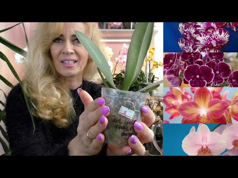 Видео: НОВЫЕ КРАСИВУЩИЕ ОРХИДЕИ! Эмоции переполняют!