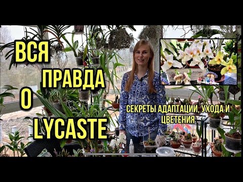 Видео: Вся правда об орхидеи Lycaste