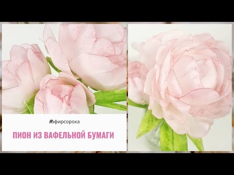 Видео: МК 🏵 ПИОН из Вафельной бумаги от Лианы Сорока