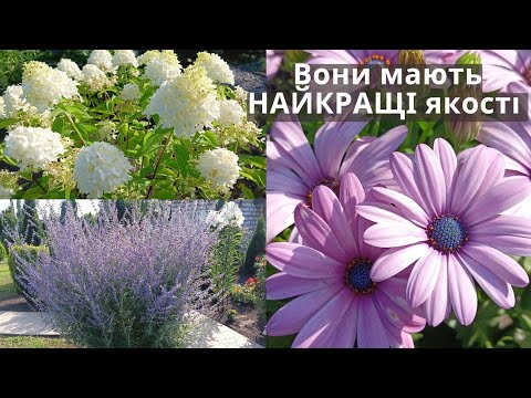 Видео: 🌟🌿🔥Справжні ХІТИ ландшафтного дизайну, що поєднують в собі НАЙКРАЩІ якості