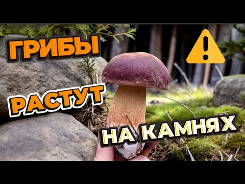 Видео: ГРИБЫ ВЕЗДЕ!!! ДАЖЕ НА КАМНЯХ!! ТАКОГО Я ЕЩЁ НЕ ВИДЕЛ! Грибы 2024