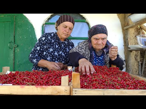 Видео: Собрали 15 Килограмм Красной Смородины и Приготовили Желе и Пирог с Бабушкой