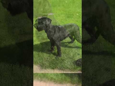 Видео: Riesenschnauzer Nayla mit neuer Frisur Найла после стрижки #riesenschnauzer #giantschnauzers #dog