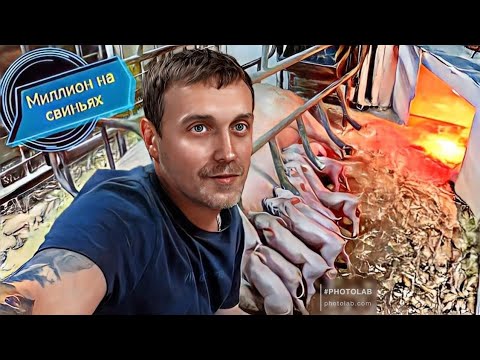 Видео: Опорос двух породного гибрида йоркшир - пьетрен макстер!