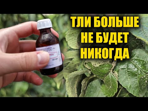 Видео: ТЛЯ БОИТСЯ ТОЛЬКО ЭТО! Лучшее средство от Тли без химии, избавит сад и огород от тли навсегда