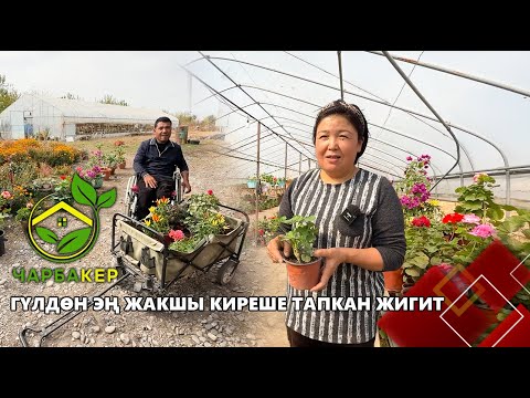 Видео: Гүлдөн эң жакшы киреше тапкан жигит // ЧАРБАКЕР берүүсү