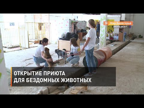 Видео: Открытие приюта для бездомных животных