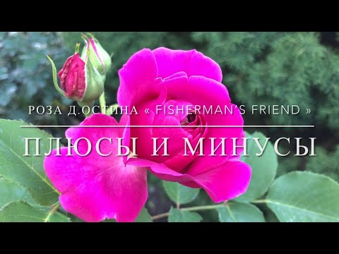 Видео: Роза Д. Остина « Фишерман’с френд » / Плюсы и минусы