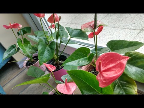 Видео: Почему не цветёт Антуриум, что сделать, чтобы зацвёл?