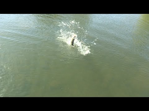 Видео: Клев здесь и там отличается – ранняя весна на озере Апачи, штат Аризона