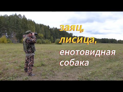 Видео: Заяц, лисица и енотовидная собака