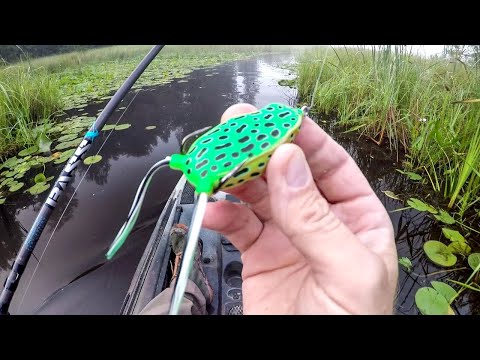 Видео: Ловля лягушек туманным утром!