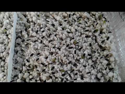 Видео: Первые всходы семян гастерий и хавортий