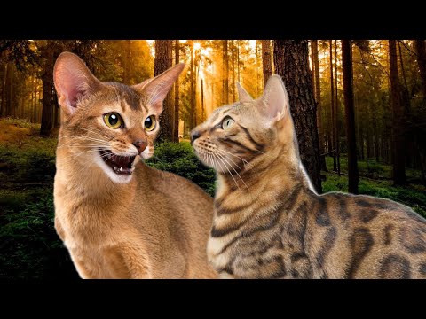 Видео: Коты Воители - Путь Древесного Племени/ часть 10