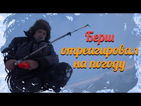 Видео: Берш , снасть и погода