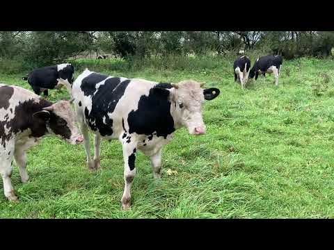 Видео: Продал корову и быка