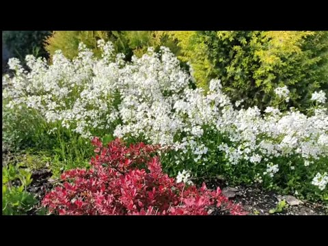Видео: Наш неласковый сибирский май. Садовый обзор, часть l