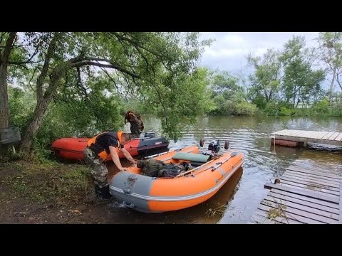 Видео: Рыбацкий островок после наводнения.А рыбы в кустах валом.