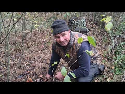 Видео: Назбирали грибів аж....