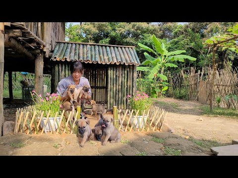 Видео: Постройте бамбуковый домик для собаки. Подготовьте дома для новорожденных щенков.