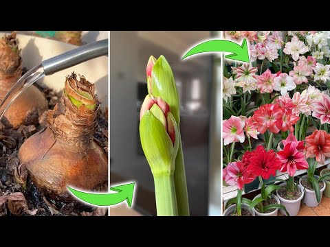 Видео: Руководство по поливу амариллиса: как ухаживать за ним на каждом этапе роста для ежегодного цветения