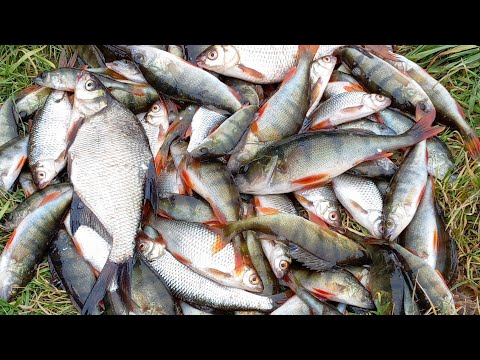 Видео: РЫБАЛКА НА ПАУК ПОДЪЁМНИК, ЛОВЛЯ ОКУНЯ ЧЕБАКА.