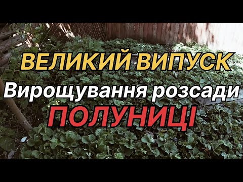 Видео: ТАКИХ ВІДЕО МАЛО НА ЮТУБІ!Вирощування РОЗСАДИ ПОЛУНИЦІ від А до Я/Копана і касетна розсада полуниці