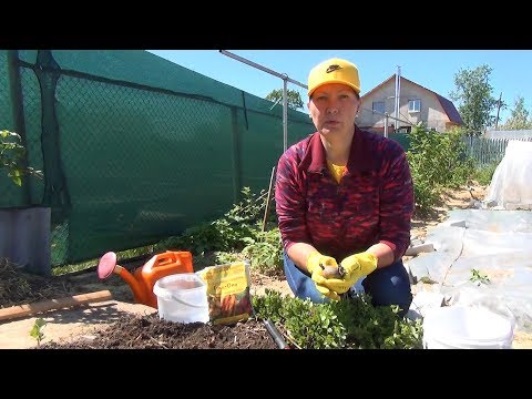 Видео: Ранний картофель под соломенной мульчей