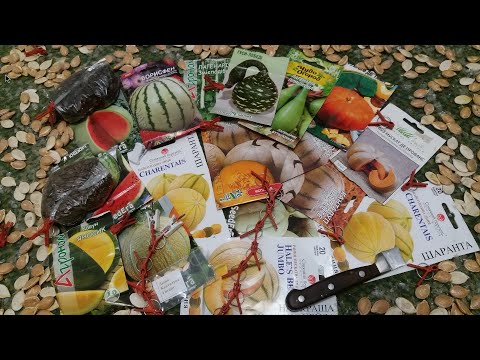 Видео: Подвои бахчевых, Лагенария Гигант, самокрут "кобальт" "шинтоза" "титан"  Подвои для дыни, арбуза №2.