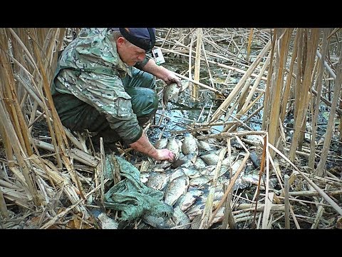Видео: ЛОВЛЯ КРУПНОГО КАРАСЯ РУКАМИ. В ЭТОМ БОЛОТЕ МНОГО РЫБЫ. ЛИНЬ, САЗАН. Рыбалка