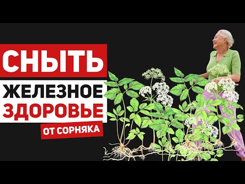 Видео: Сныть – злостный сорняк, или самый полезный, но забытый овощ