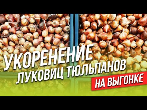 Видео: Укоренение луковиц тюльпанов на выгонке. Часто задаваемые вопросы