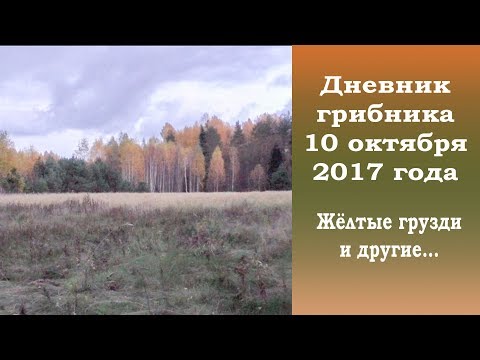 Видео: Дневник грибника 10 октября 2017 года. Жёлтые грузди и другие