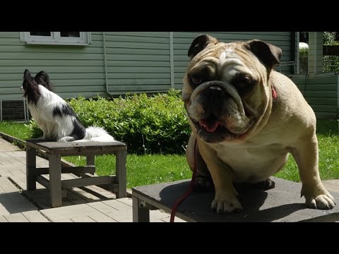 Видео: Догтренинг 632. Бульдог и папильон. Парный урок повышенной сложности.